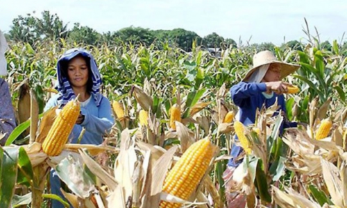 Giá thực phẩm đang tăng trên toàn thế giới, đe dọa an ninh lương thực