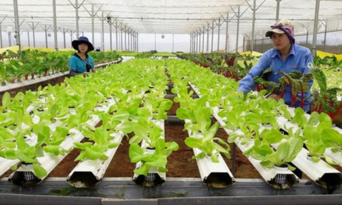 Cả nước có khoảng 45.000 hợp tác xã vào 2030