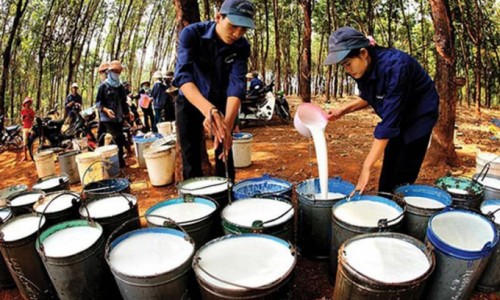 Cao su Phước Hòa muốn trả cổ tức tối thiểu 4.000 đồng/cp