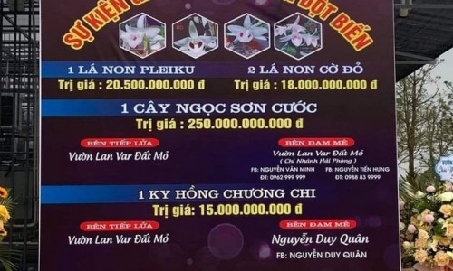 "Thương vụ" giao dịch lan đột biến giá 250 tỷ đồng tại Quảng Ninh: Truy thu thuế như thế nào?