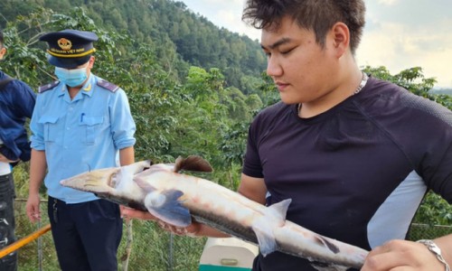Doanh nghiệp Việt gian dối nhập hàng chục tấn cá tầm Trung Quốc