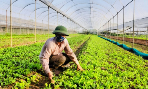 Xây dựng 3 phương án tăng trưởng ngành nông nghiệp Hà Nội