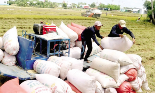 Việt Nam vững ngôi đầu thế giới về xuất khẩu gạo