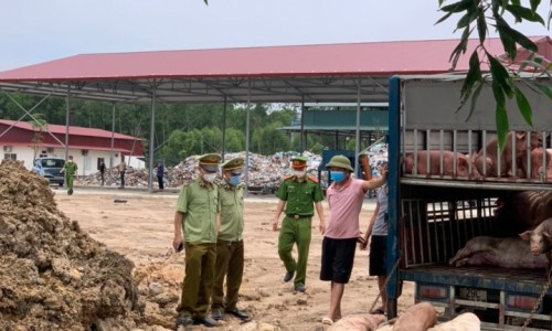 Phát hiện và xử lý 1,5 tấn lợn thịt mắc bệnh dịch tả lợn châu Phi