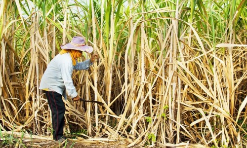 Điều tra chống lẩn tránh biện pháp phòng vệ thương mại đối với đường mía Thái Lan