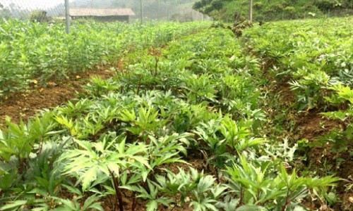 Đến 2025, thuốc sản xuất trong nước đạt 75% số lượng sử dụng