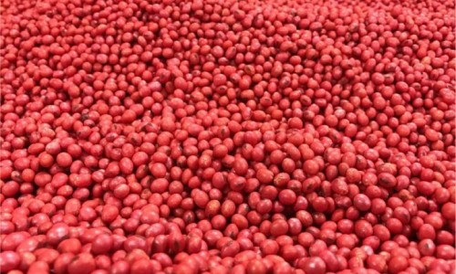 Mỹ cấp bằng sáng chế cho công nghệ hoàn thiện hạt khô Pizazz