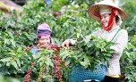 Phát huy giá trị của bảo hộ chỉ dẫn địa lý nông sản Việt