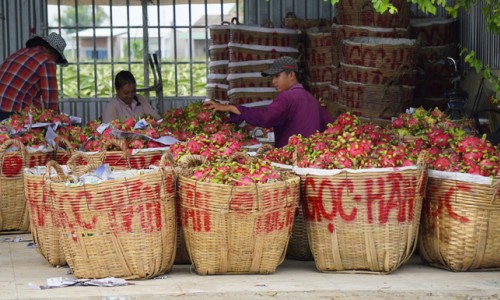 Hoa quả Việt rớt giá 'thảm', nhiều nhà vườn thua lỗ nặng
