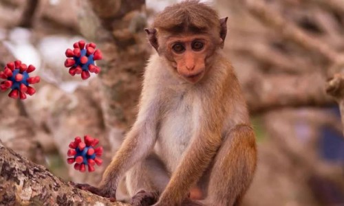 Trung Quốc phát hiện 1 virus mới lây từ động vật sang người và gây tử vong
