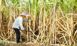 Điều tra chống lẩn tránh biện pháp phòng vệ thương mại đối với đường mía Thái Lan