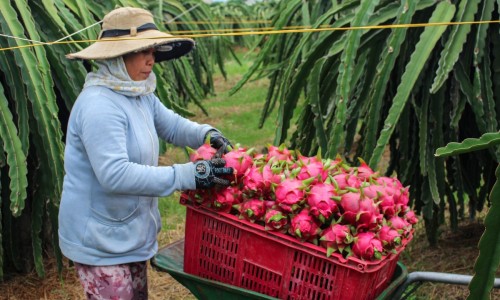 Long An kêu gọi khẩn các tỉnh 'giải cứu' 26.000 tấn thanh long giúp bà con nông dân