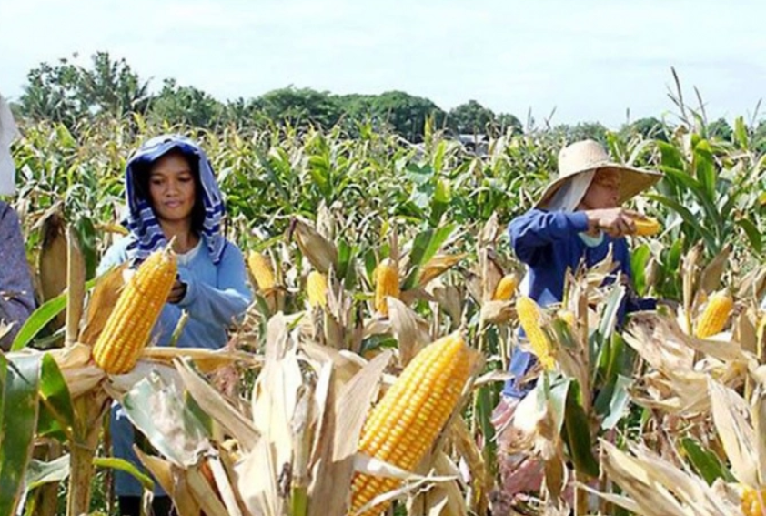 Giá thực phẩm đang tăng trên toàn thế giới, đe dọa an ninh lương thực