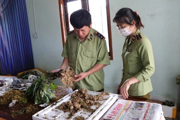 Bắt vụ vận chuyển sâm Ngọc Linh giả tại Kon Tum
