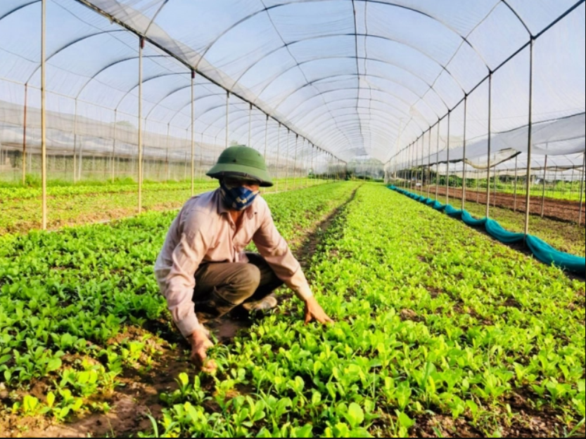 Xây dựng 3 phương án tăng trưởng ngành nông nghiệp Hà Nội