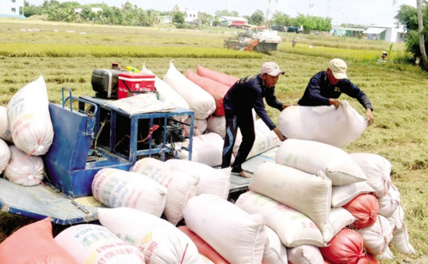 Việt Nam vững ngôi đầu thế giới về xuất khẩu gạo