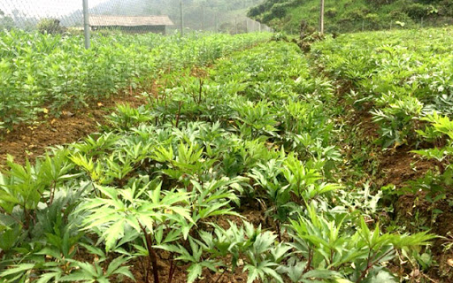 Đến 2025, thuốc sản xuất trong nước đạt 75% số lượng sử dụng