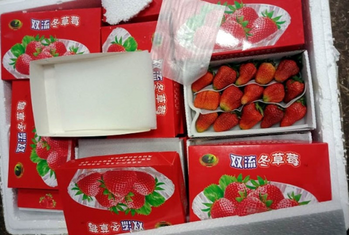 Thu lô dâu tây Trung Quốc nhập lậu vào Đà Lạt bằng đường hàng không