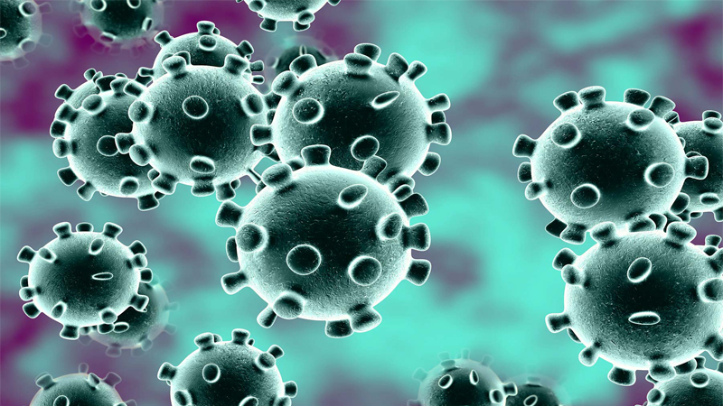 Phát hiện loại virus corona mới có thể lây từ chó sang người