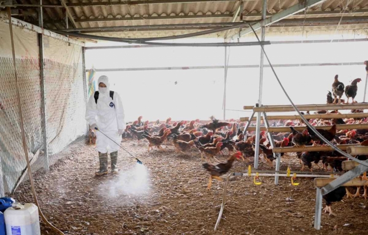 Việt Nam lần đầu ghi nhận chủng cúm gia cầm A/H5N8