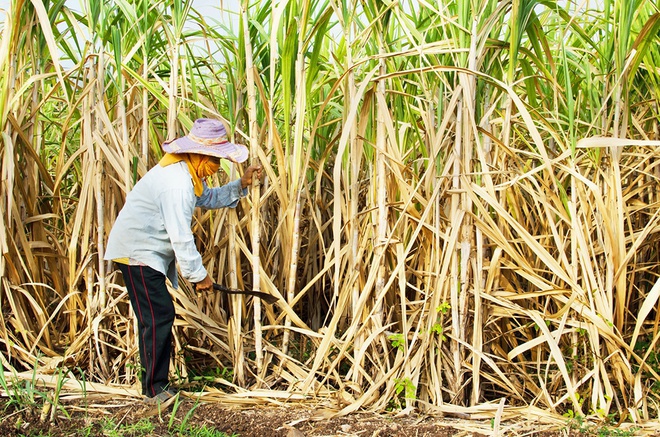 Điều tra chống lẩn tránh biện pháp phòng vệ thương mại đối với đường mía Thái Lan