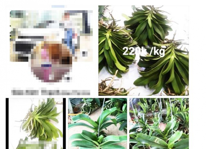 Bình Định: Bán lan hơn 26 tỷ đồng trên mạng xã hội nhưng"quên" nộp thuế