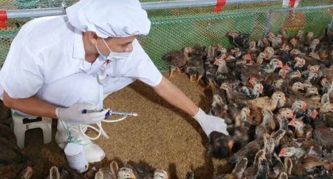 Việt Nam phát triển thành công vaccine ngăn ngừa 4 loại bệnh dịch trên gia cầm