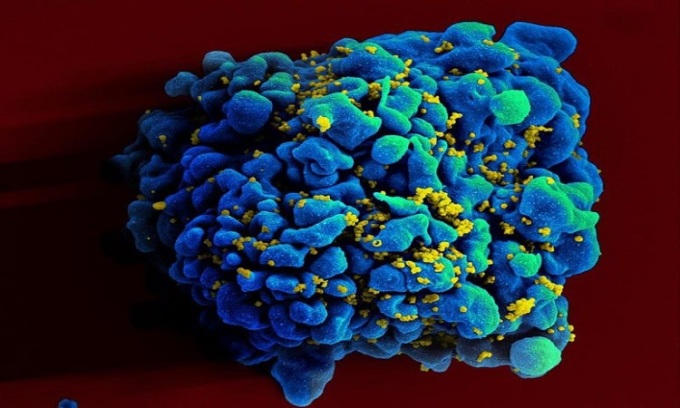 Thử nghiệm vaccine mRNA ngừa HIV cho kết quả tích cực trên động vật