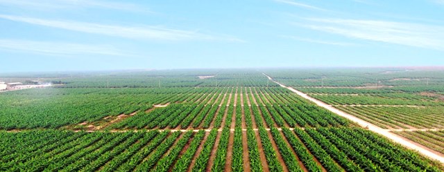 Lý do nên đặc cách với Hoàng Anh Gia Lai?