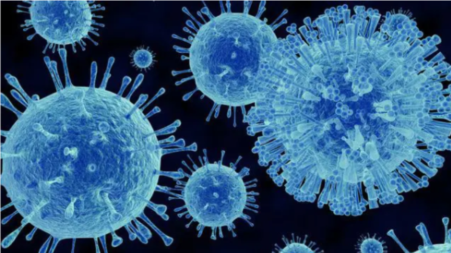 Canada thu hồi số lượng lớn hàu do phát hiện norovirus tiềm ẩn