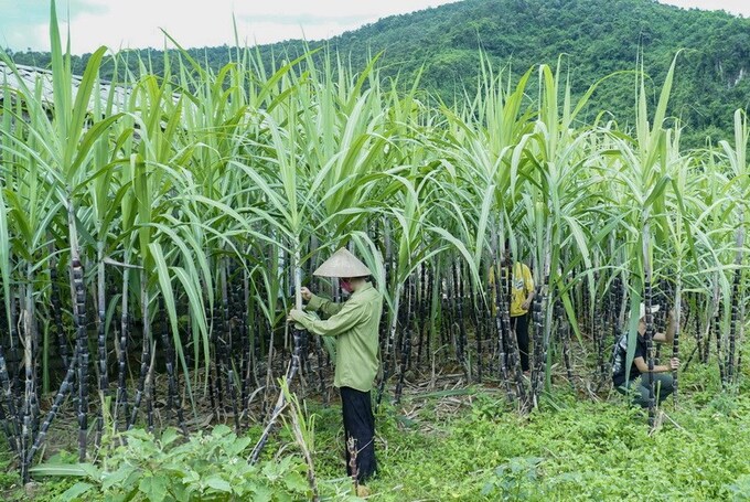 Bộ Công Thương gia hạn điều tra chống lẩn tránh thuế với sản phẩm đường mía